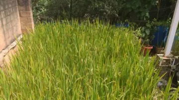 Bengaluru man grows paddy on his terrace, internet stunned