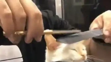 Watch: Video of cat getting haircut wins internet