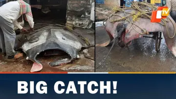 Rare Fish, Digha, Giant Fish, OTV News