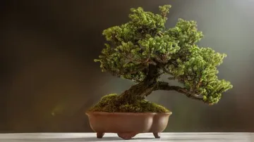 Bonsai Tree