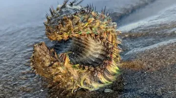 Man finds green 'alien' on Portobello Beach! Experts refute extra-terrestrial creature claims