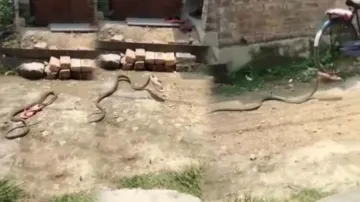 Viral Video: Cobra snake steals chappal and scurries like a thief, check out hilarious responses