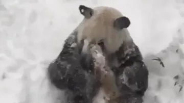 Viral video of giant Panda playing in the snow will make you go aww