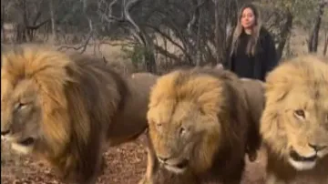 Video of woman walking fearlessly with three lions stuns internet #Watch