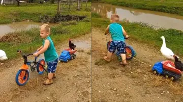 Watch: Little boy takes chicken on ‘joyride’, internet showers praise