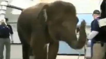 Watch: Elephant undergoes X-ray, internet stunned 