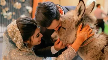 Groom gifts baby donkey to bride as wedding gift in Pakistan