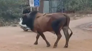 Bull goes on rampage in Bhubaneswar; 1 killed, several injured