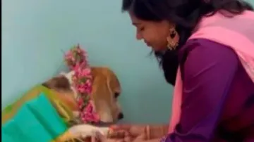 Watch: Woman hosts baby shower for pet dog; Internet loves it