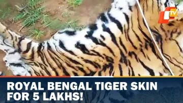 Royal Bengal Tiger 