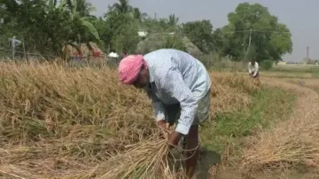 Paddy procurement: Satellite survey exposes large-scale irregularities in land registration in Odish