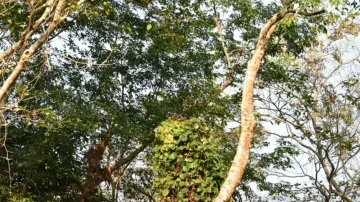 Huge snake camouflages with trees