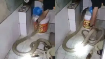 Man Bathing Cobra