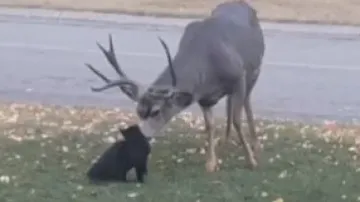 Viral Video