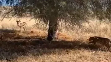 Hunting skill of leopard leaves you stunned, watch