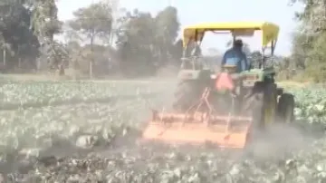 Fed up with distress sale, Bargarh farmers destroy cabbage plantation on acres of land