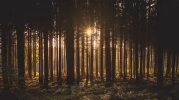 morning walk in winter