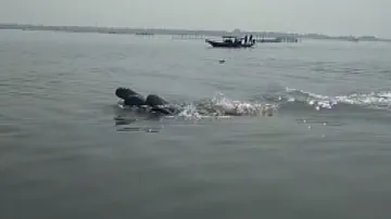 Dolphin census begins in Odisha's Bhitarkanika and Gahirmatha; know its significance, expectations