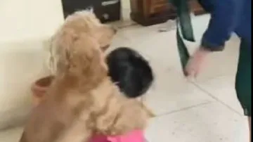 Watch: Dog tries to save little girl from getting ‘slapped’ by mother