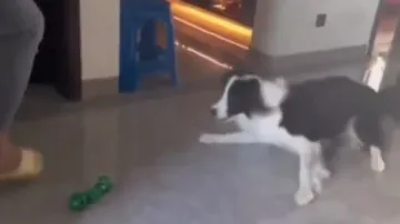 Video of dog’s goalkeeping skill goes viral; Internet stunned