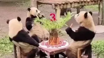 Adorable video of Panda babies enjoying birthday party will lighten up your day – Watch