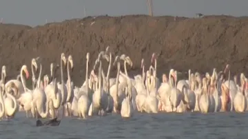 Chilika lake