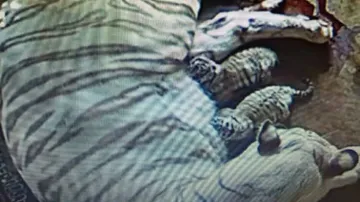 White tigress Rupa gives birth to three cubs in Nandankanan Zoo