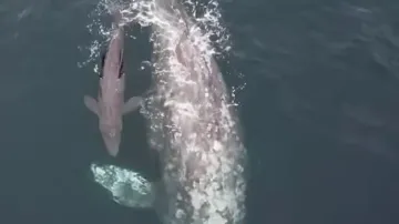 Video of whale giving birth will leave you amazed – Watch