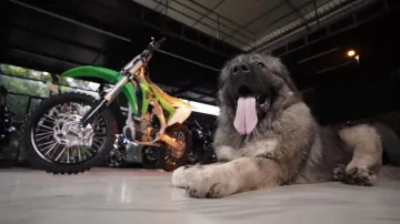 Rs 20 crore for a dog! Know qualities of Caucasian Shepherd breed