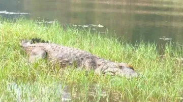 Ganjam’s Ghodahada reservoir sees rise in mugger crocodile population