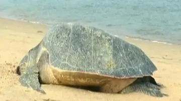 Alarm bells ring: Olive Ridley turtles in Odisha on decline  