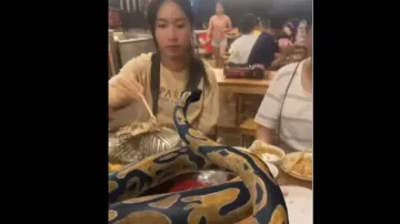 Video of women dining with python leaves Internet in shock, watch