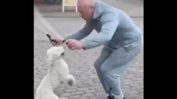 Watch viral video of athletic dog setting Guinness World Record 