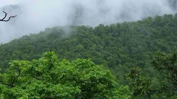 Odisha Forest