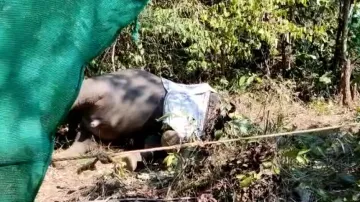 Elephant calf found dead; forest dept yet to ascertain cause of death