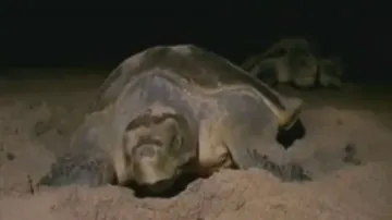 Olive Ridley turtles begin nesting in Astaranga along Odisha coast