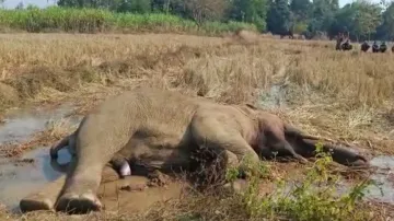 Elephant found dead in Cuttack; cause of death not clear