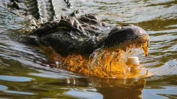 Escaping jaws of death! This video of baboons is perfect example; watch