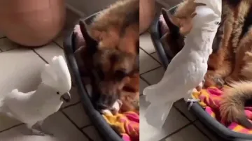 Cockatoo thinks itself as dog, seeks attention of friend by barking; watch