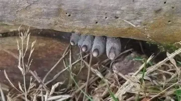 This ‘Bhoot’ like fungus will scare the hell out of you