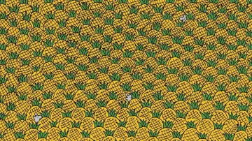 Can you find the hidden corns among pineapple in this pic?