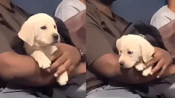 Man takes train journey with little puppy, adorable video goes viral