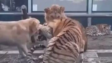 Viral video: Intense fight between dog, tiger and lion stuns internet