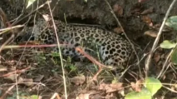 Leopard carcass found in Dhenkanal forest