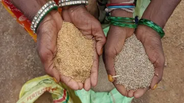 India top producer of millets, followed by Nigeria, Niger, China