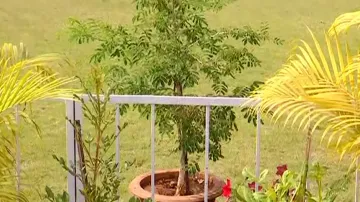 Assassinated Odisha Health Minister Naba Das planted Shami Tree as a remedy for Shani Dasha!