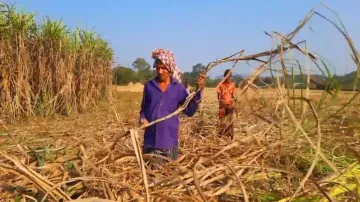 Nayagarh sugar mill revival hangs in balance, farmers tell tale of unfulfilled political promises