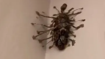 Weird! Can you identify this insect? It may give you nightmares; watch