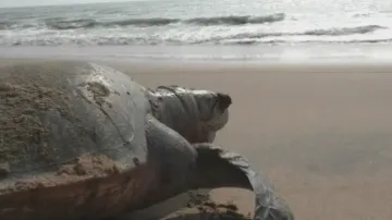 An Olive Ridley Turtle At Puri Beach