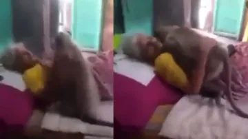 Elderly woman fails to feed monkeys due to illness for 2 days, what langur does is surprising; watch